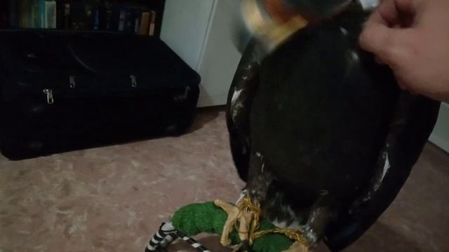 Беркут . Самка 2019. Начало. смотреть онлайн