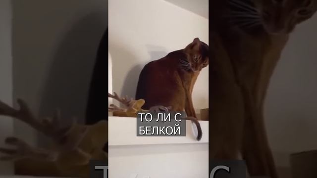 Кот в ШОКЕ от белки-летяги смотреть онлайн