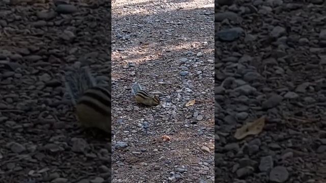 Бурундуки и белки. Красноярские столбы. #красноярск #белки #бурундуки #животные #лес смотреть онлайн