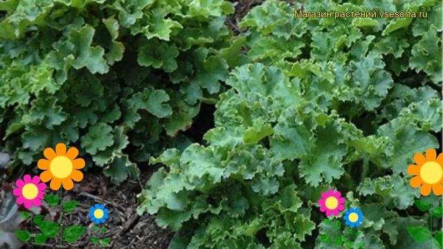 Гейхера гибридная Малахит. Краткий обзор, описание характеристик heuchera Malachite смотреть онлайн