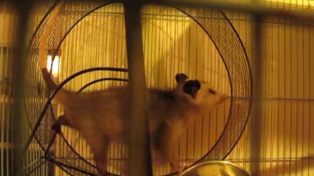 Opossum that Pia Salk and Jane Garrison rescued on a wheel, Mary Cummins, Animal Advocates смотреть онлайн