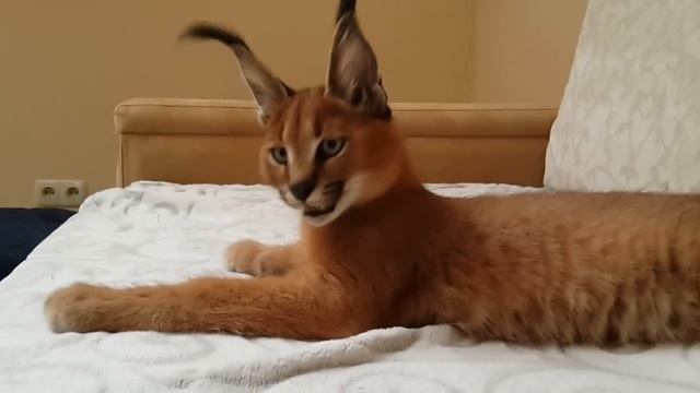 ♔VipLeo. Каракал нашего питомника vipleo.com . Caracal смотреть онлайн