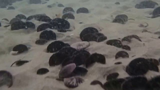 Laguna Bluebelt- Sand Dollars and a Sand Star on the prowl- Laguna Beach SMR смотреть онлайн