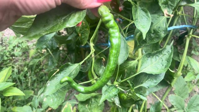 Узбекистан 8сентября 2023 года дача оставлю для себя воспоминание Зеленый Ташкент🤍@Kamusya. смотреть онлайн