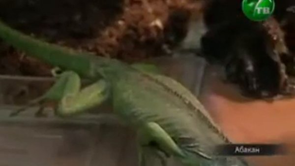 Живой дракон на Новый год. (NotaBene 27.12.11)