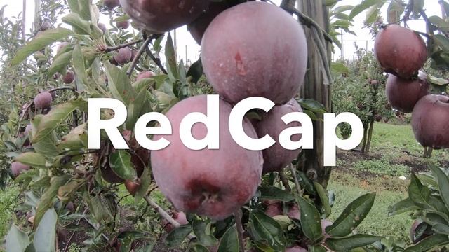 Jeromine, Camspur, RedCap, Starkrimson - Red Delicious - challenge смотреть онлайн