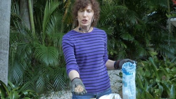 Fountain Bromeliad Garden