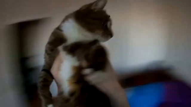 Кошкин вальс смотреть онлайн