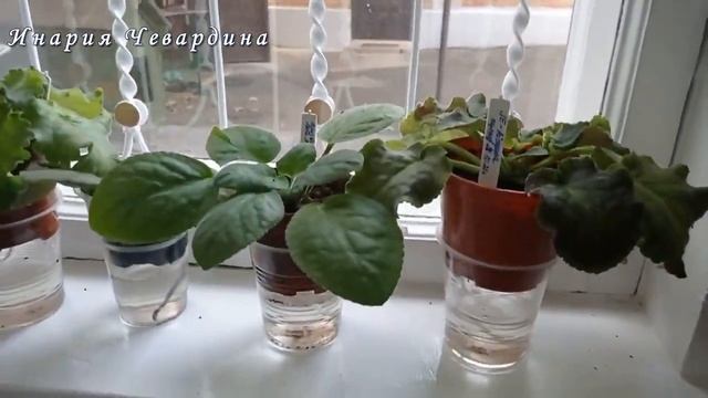 Пересадка фиалок в новый грунт. смотреть онлайн
