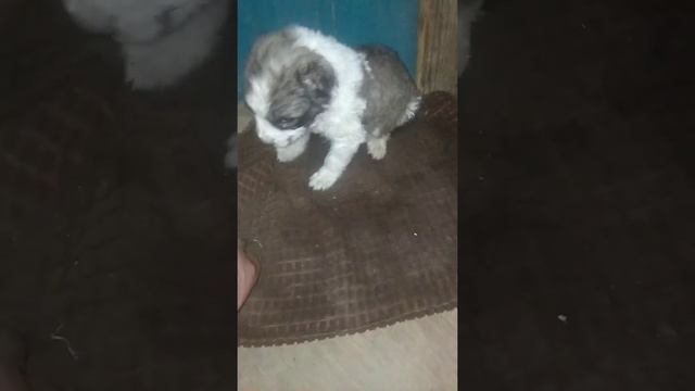Банзай сын Самурая и Манро растет. смотреть онлайн