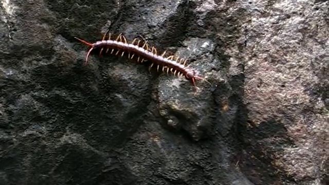 Скалапендра