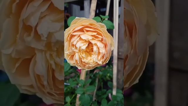 Charles Darwin Rose.. 🥰 смотреть онлайн