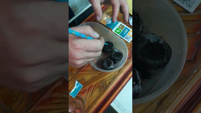Закинул Семечки в торфяные таблетки . смотреть онлайн
