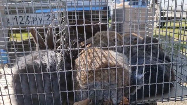 Голуби цены птичий рынок Пятигорск-ч4 смотреть онлайн