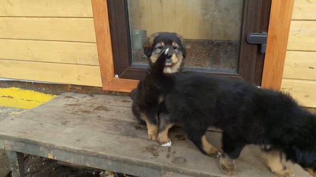 Монголдог  Кашемирчик бдиттт!