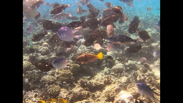 Коралловый риф пляжа Захабия (Zahabia Beach Resort) в Хургаде (слад-шоу) ?????