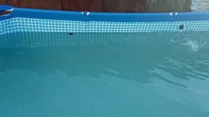 Как выглядит огород после полива водой из бассейна,  обработанной перекиссью водорода