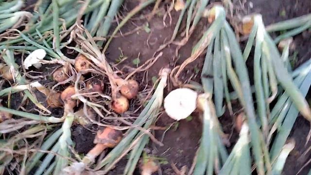 Как вырастить много белых грибов на своем участке ( РЕЗУЛЬТАТ!) смотреть онлайн