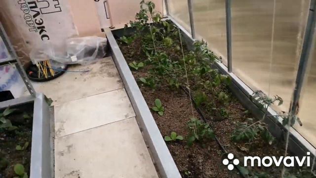 Помидоры и перцы зацвели. клубника подросла. обогреватель дляпарника помогает! смотреть онлайн