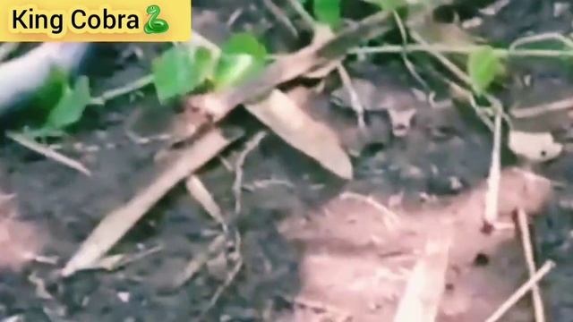 Amazing facts about King Cobra | Hindi | #python #cobra #snake #new #video #youtube смотреть онлайн