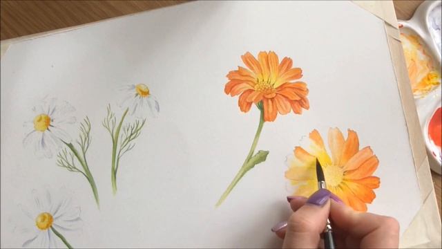 Watercolor Calendula./ Как нарисовать календулу акварелью. смотреть онлайн