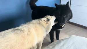 На улице +35. Пустила волкособов охладиться, а они вот что