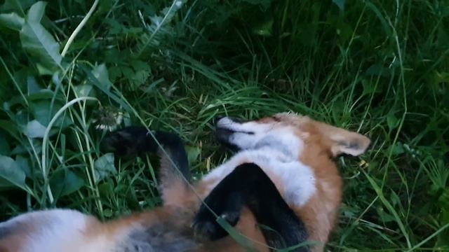 Алиса - лиса. Лето лисы смотреть онлайн