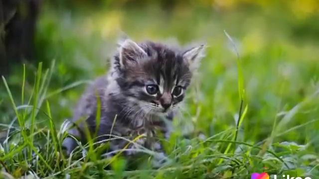 котята -знак зодиака смотреть онлайн