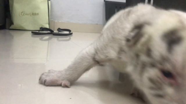 Baby White Tigers | Handraising Tiger Cubs | Living With Tigers смотреть онлайн