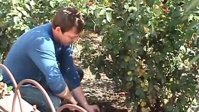 НОВОЕ!!! ЧЕРЕНКОВАНИЕ РОЗ!!! смотреть онлайн