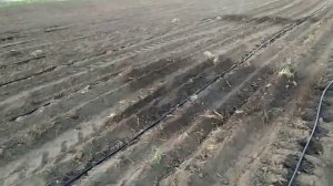 Кукуруза на капельном поливе. Ложим ленту Сантехпласт.