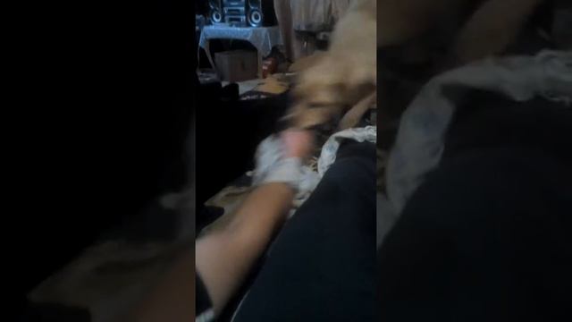 Самая "добрая" собака , злой зверь,прикол смотреть онлайн