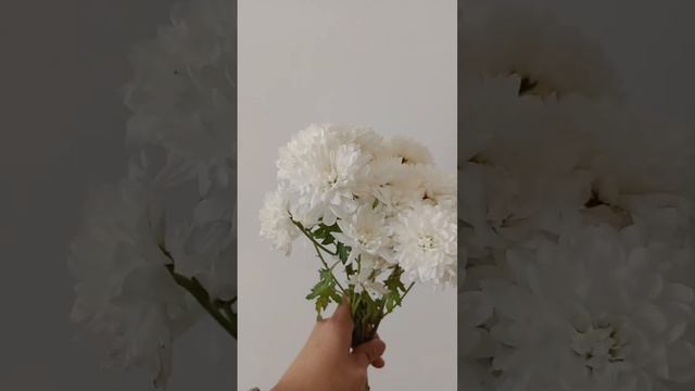 white chrysanthemum flower смотреть онлайн