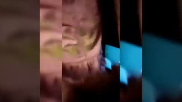 Сирийский хомячок Мндаринка смотреть онлайн