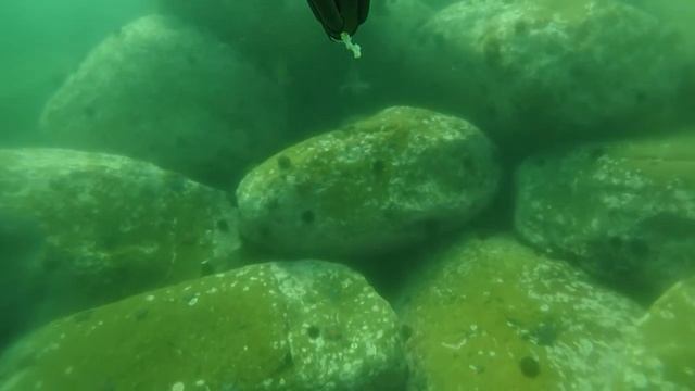 Два темных и два терпуга