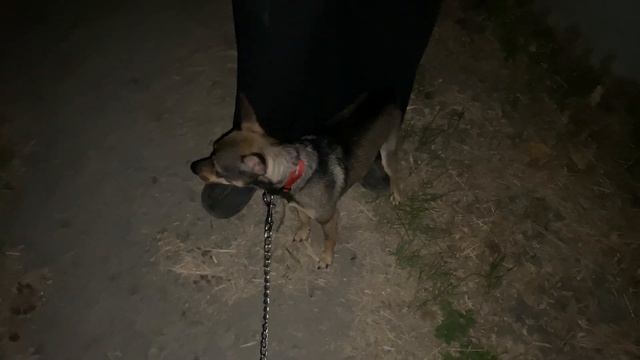 Спасение животных / Не разговаривайте с ним, а то покусает смотреть онлайн