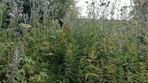 Мордовник шароголовый взамен крапивы.