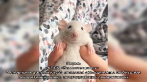 Крыса дамбо. описание, особенности, виды, уход и цена крысы дамбо