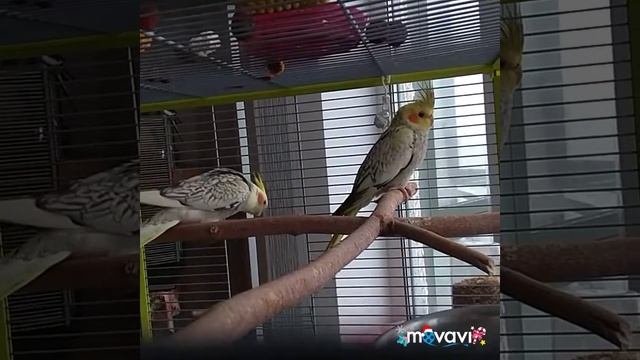 #harizma_ptichka
Распелся самец кореллы, подбор пары. смотреть онлайн