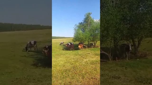 Маленький обзор молочного поголовья смотреть онлайн