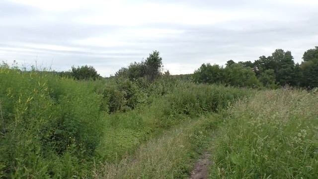 Славка Ястребиная 160613 3 в терне Общий вид биотопа отъезд смотреть онлайн