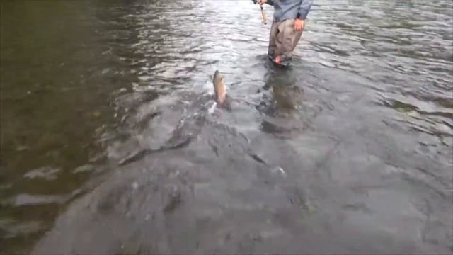 Smith D-Coax. Разлавливаем новинку.