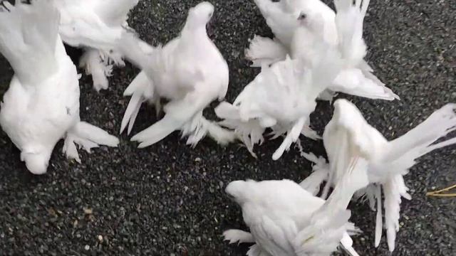 Белые статные голуби. Прогулка. смотреть онлайн