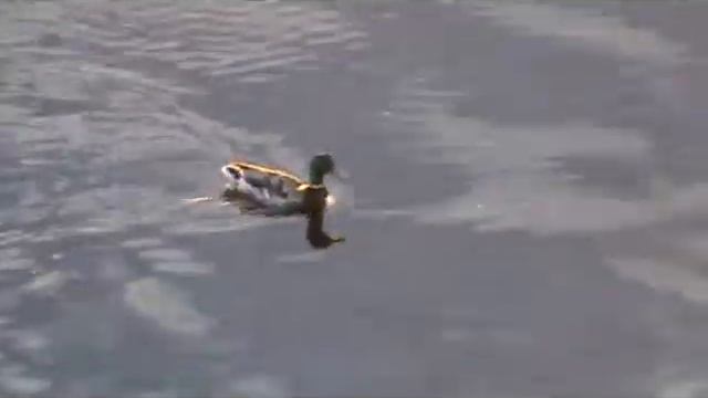 Дикие утки смотреть онлайн