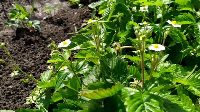 Садовая земляника Регина и Рюген цветёт смотреть онлайн