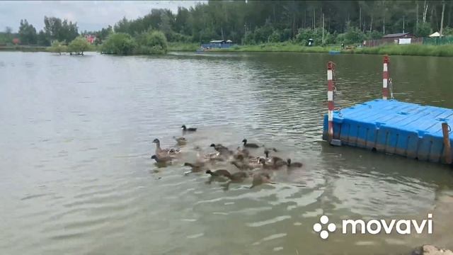 Соревнования по рыбной ловле в г.Кубинка. Охотхозяйство Воинское. смотреть онлайн