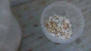 Зимуем - микро обзор.Четыре месяца без подмены воды и чистки УЗВ, каннибализм.061.