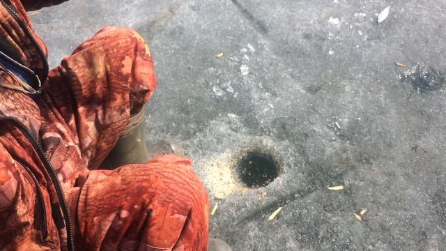 Закрытие зимнего сезона.Сибирская корюшка!!! смотреть онлайн