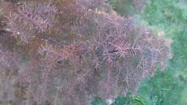 Cèdre du Japon au couleurs automnale 'cryptomeria japonica elegans'