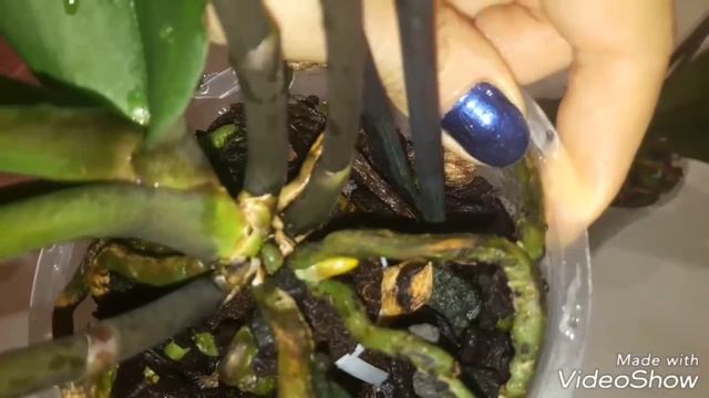 Новые орхидеи!Интрига и Калейдоскоп. смотреть онлайн